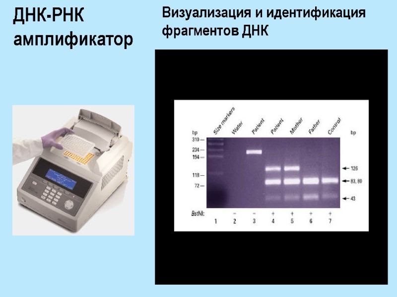 ДНК-РНК амплификатор  Визуализация и идентификация фрагментов ДНК